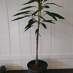 Mallika Mango Tree Mallika Mango Tree